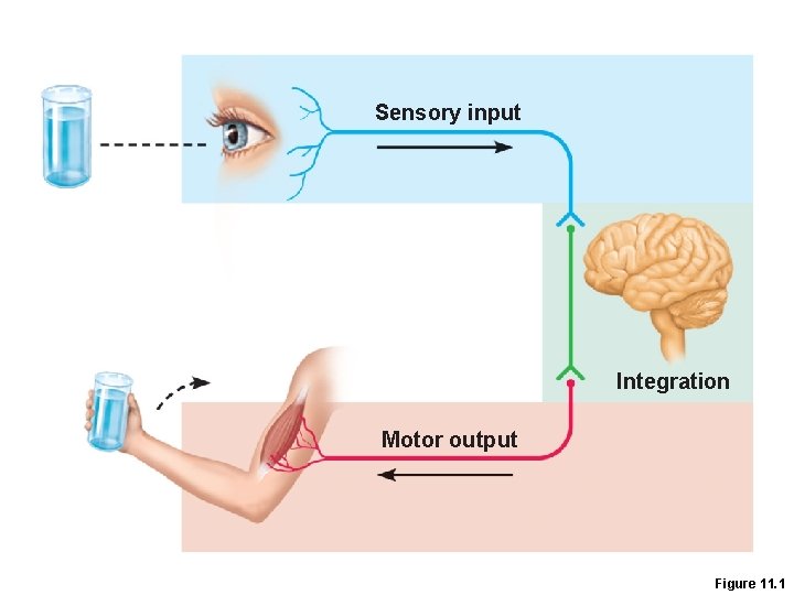 Sensory input Integration Motor output Figure 11. 1 