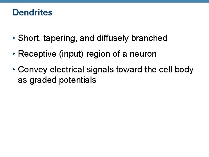 Dendrites • Short, tapering, and diffusely branched • Receptive (input) region of a neuron