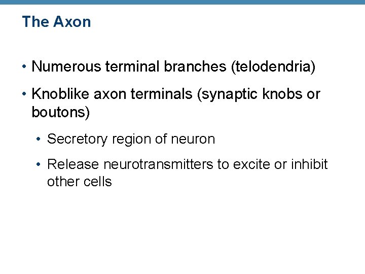 The Axon • Numerous terminal branches (telodendria) • Knoblike axon terminals (synaptic knobs or