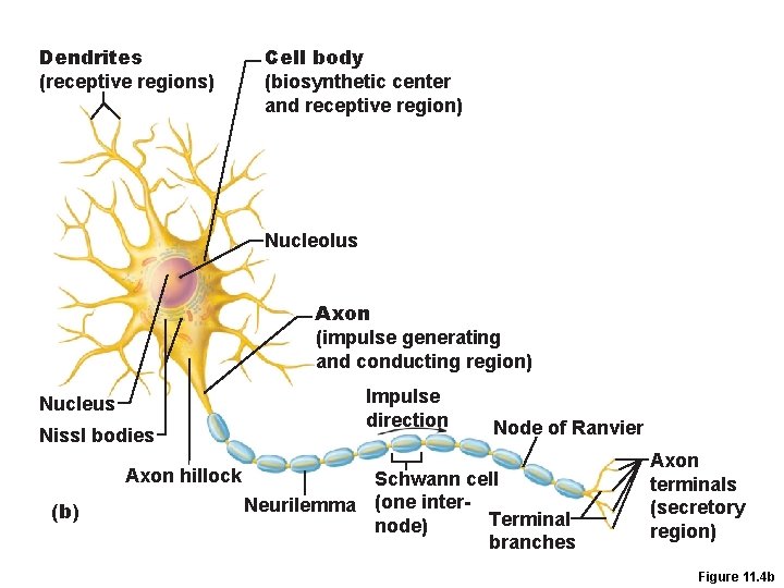 Dendrites (receptive regions) Cell body (biosynthetic center and receptive region) Nucleolus Axon (impulse generating
