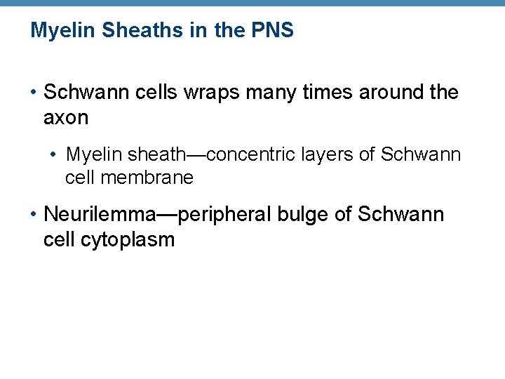 Myelin Sheaths in the PNS • Schwann cells wraps many times around the axon