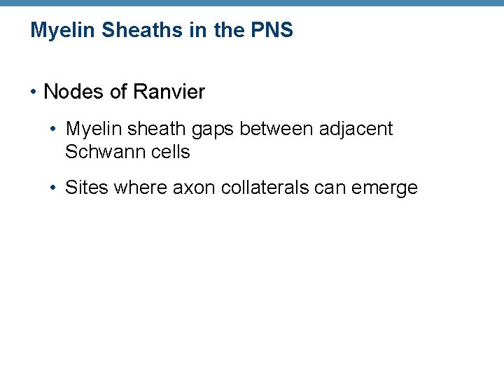 Myelin Sheaths in the PNS • Nodes of Ranvier • Myelin sheath gaps between