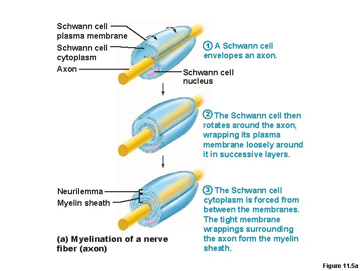 Schwann cell plasma membrane Schwann cell cytoplasm Axon A Schwann cell envelopes an axon.