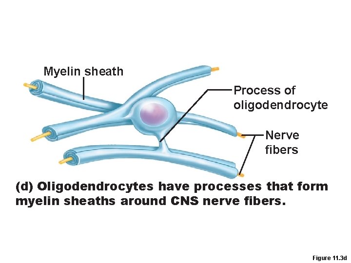 Myelin sheath Process of oligodendrocyte Nerve fibers (d) Oligodendrocytes have processes that form myelin