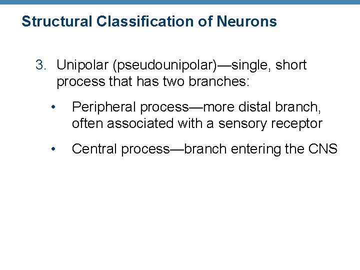 Structural Classification of Neurons 3. Unipolar (pseudounipolar)—single, short process that has two branches: •