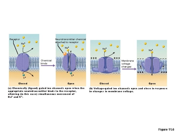 Receptor Neurotransmitter chemical attached to receptor Na+ Na+ Chemical binds K+ Closed Na+ Membrane