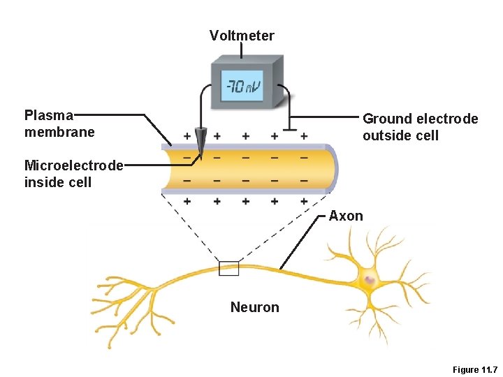 Voltmeter Plasma membrane Ground electrode outside cell Microelectrode inside cell Axon Neuron Figure 11.