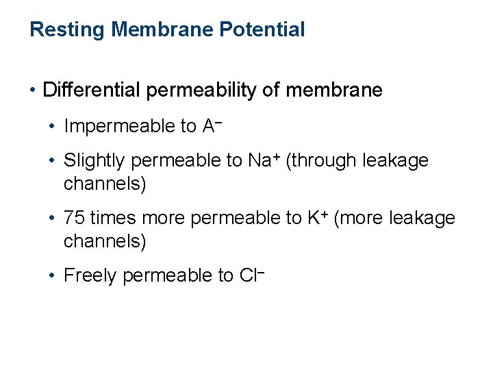 Resting Membrane Potential • Differential permeability of membrane • Impermeable to A– • Slightly