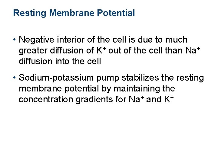 Resting Membrane Potential • Negative interior of the cell is due to much greater