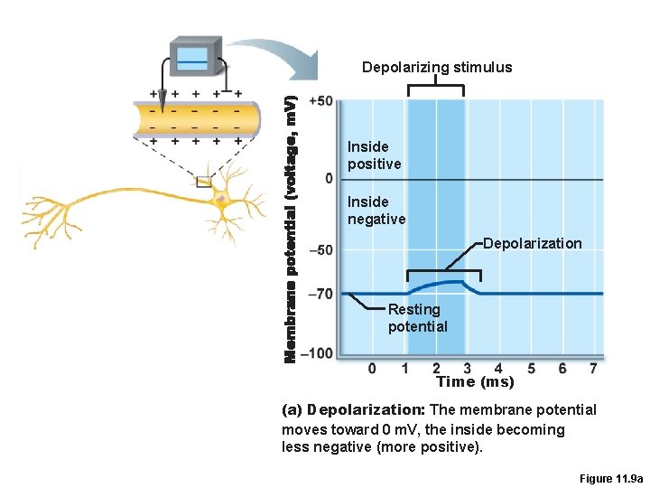 Depolarizing stimulus Inside positive Inside negative Depolarization Resting potential Time (ms) (a) Depolarization: The