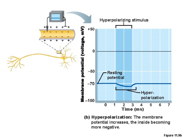 Hyperpolarizing stimulus Resting potential Hyperpolarization Time (ms) (b) Hyperpolarization: The membrane potential increases, the