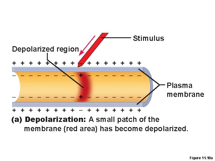 Stimulus Depolarized region Plasma membrane (a) Depolarization: A small patch of the membrane (red