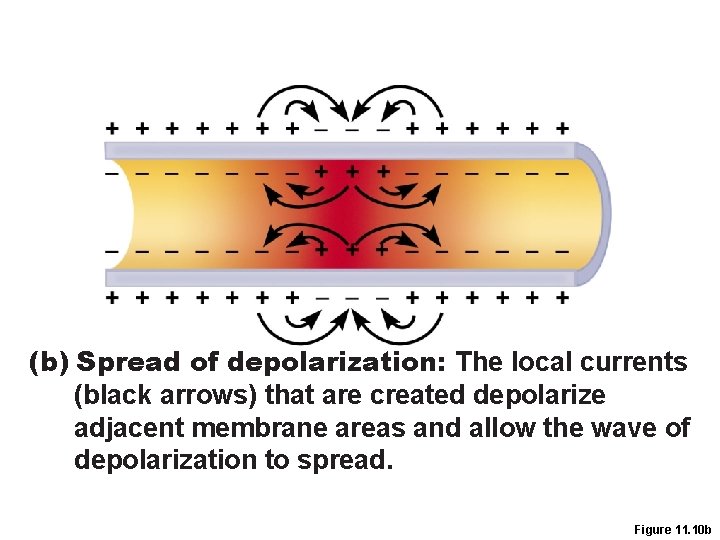 (b) Spread of depolarization: The local currents (black arrows) that are created depolarize adjacent