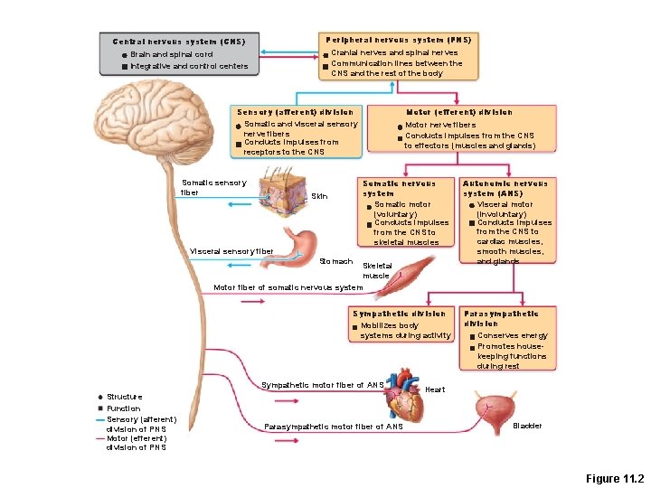 Peripheral nervous system (PNS) Central nervous system (CNS) Cranial nerves and spinal nerves Communication