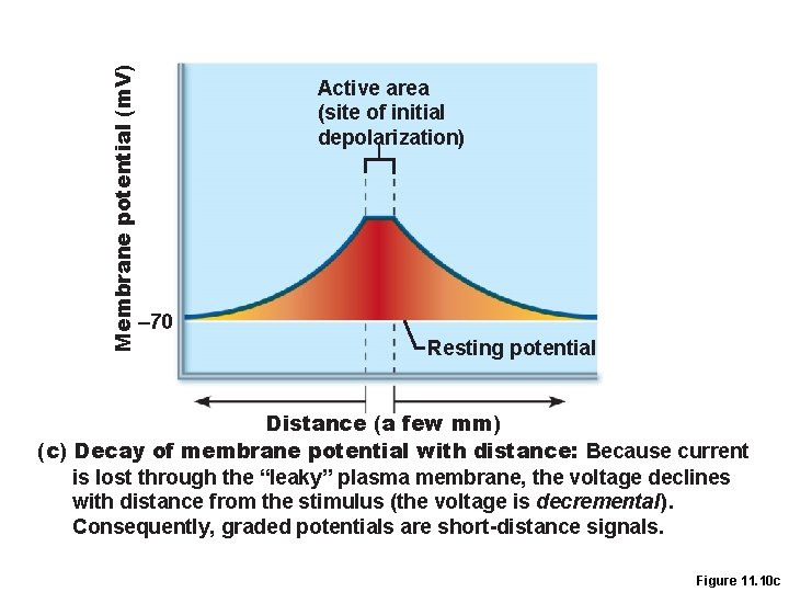 Membrane potential (m. V) Active area (site of initial depolarization) – 70 Resting potential