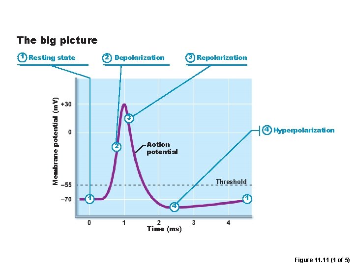 The big picture 1 Resting state 3 Repolarization Membrane potential (m. V) 2 Depolarization