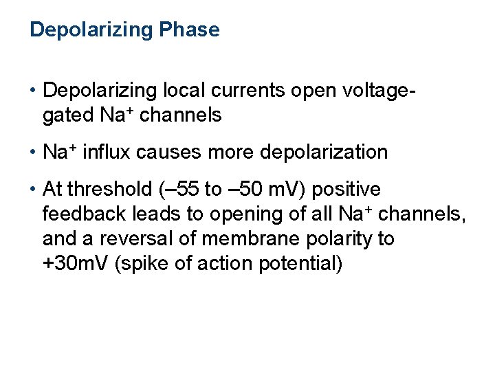 Depolarizing Phase • Depolarizing local currents open voltagegated Na+ channels • Na+ influx causes