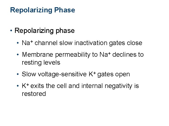 Repolarizing Phase • Repolarizing phase • Na+ channel slow inactivation gates close • Membrane