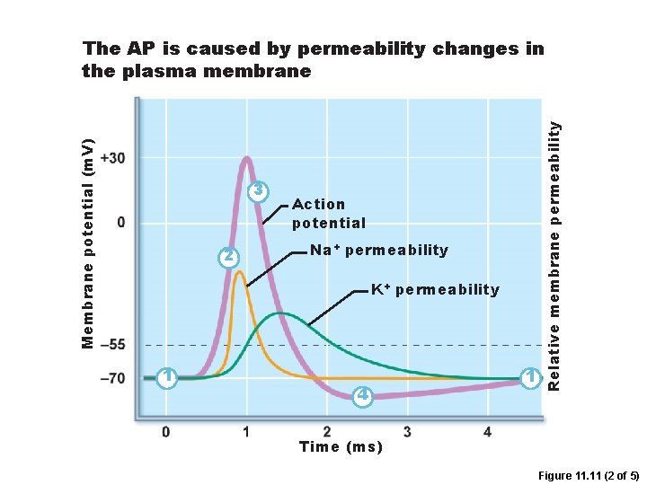 3 2 Action potential Na+ permeability K+ permeability 1 4 1 Relative membrane permeability