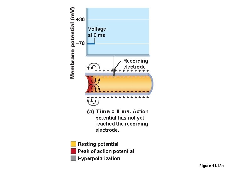 Voltage at 0 ms Recording electrode (a) Time = 0 ms. Action potential has