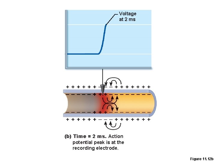 Voltage at 2 ms (b) Time = 2 ms. Action potential peak is at