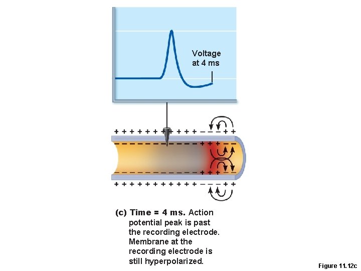 Voltage at 4 ms (c) Time = 4 ms. Action potential peak is past