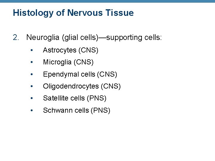 Histology of Nervous Tissue 2. Neuroglia (glial cells)—supporting cells: • Astrocytes (CNS) • Microglia