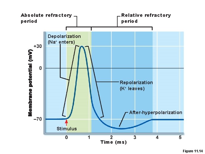 Absolute refractory period Relative refractory period Depolarization (Na+ enters) Repolarization (K+ leaves) After-hyperpolarization Stimulus