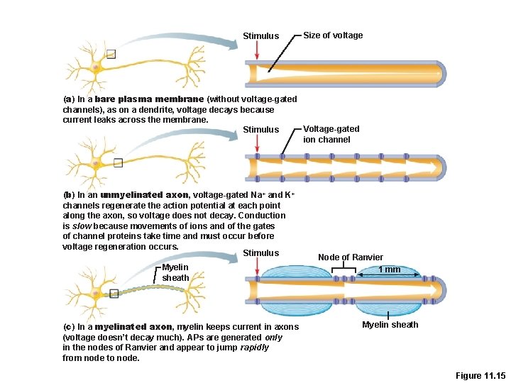 Stimulus Size of voltage (a) In a bare plasma membrane (without voltage-gated channels), as