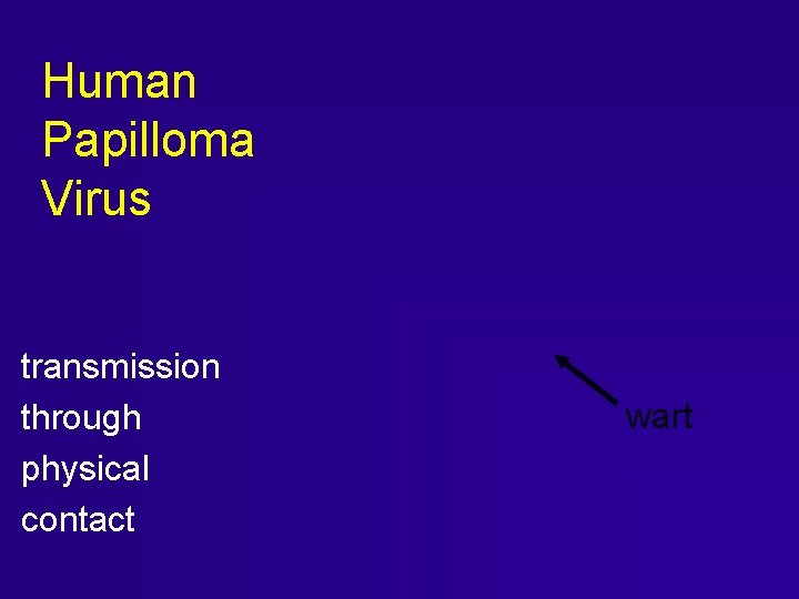 Human Papilloma Virus transmission through physical contact wart Human Papilloma Virus transmission through physical contact wart