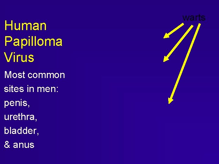 Human Papilloma Virus Most common sites in men: penis, urethra, bladder, & anus warts Human Papilloma Virus Most common sites in men: penis, urethra, bladder, & anus warts