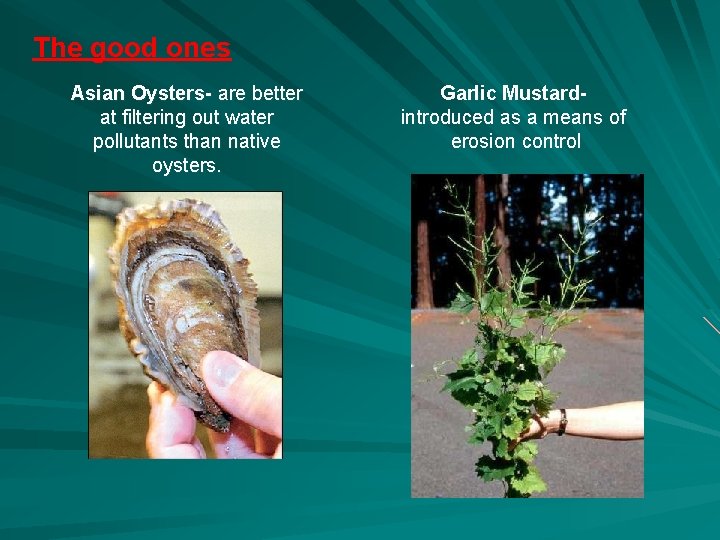 The good ones Asian Oysters- are better at filtering out water pollutants than native