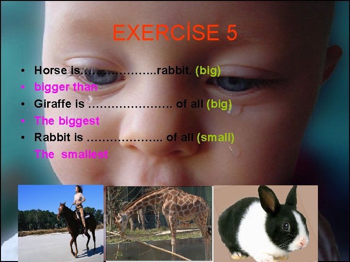 EXERCİSE 5 • • • Horse is………………. . rabbit. (big) bigger than Giraffe is