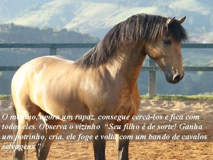 O menino, agora um rapaz, consegue cercá-los e fica com todos eles. Observa o