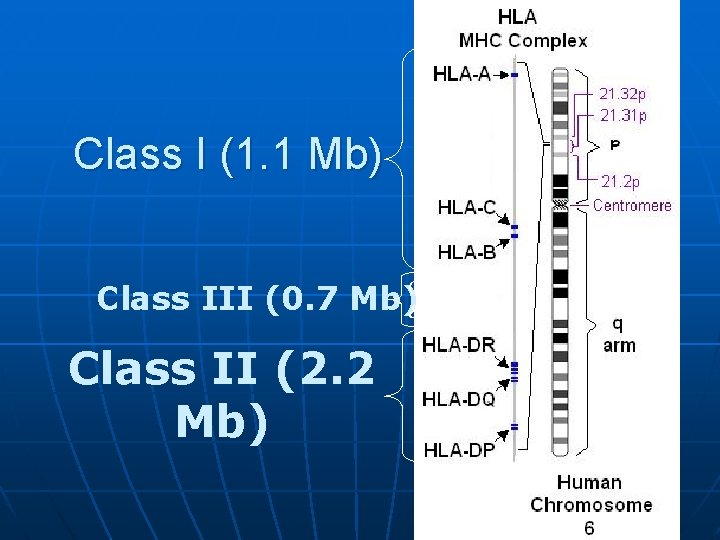 Class I (1. 1 Mb) Complement & cytokines Class III (0. 7 Mb) Class