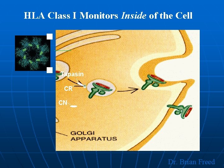 HLA Class I Monitors Inside of the Cell Tapasin CR CN Dr. Brian Freed