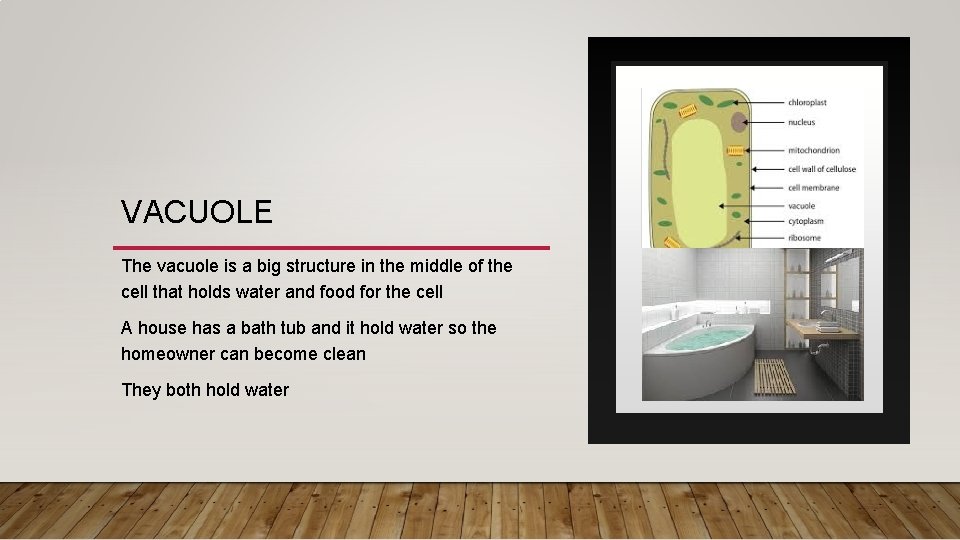 VACUOLE The vacuole is a big structure in the middle of the cell that