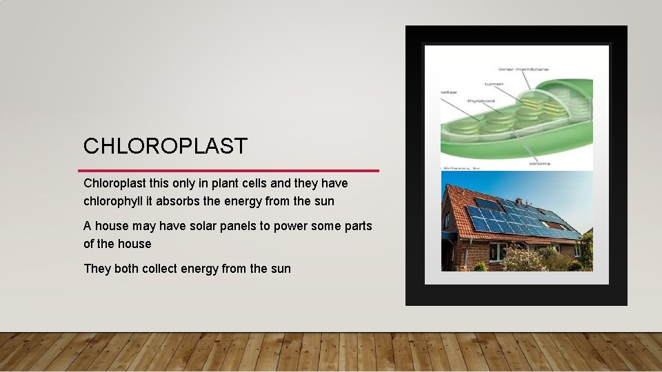 CHLOROPLAST Chloroplast this only in plant cells and they have chlorophyll it absorbs the