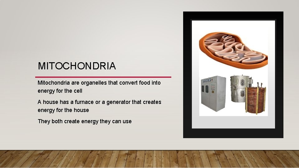 MITOCHONDRIA Mitochondria are organelles that convert food into energy for the cell A house