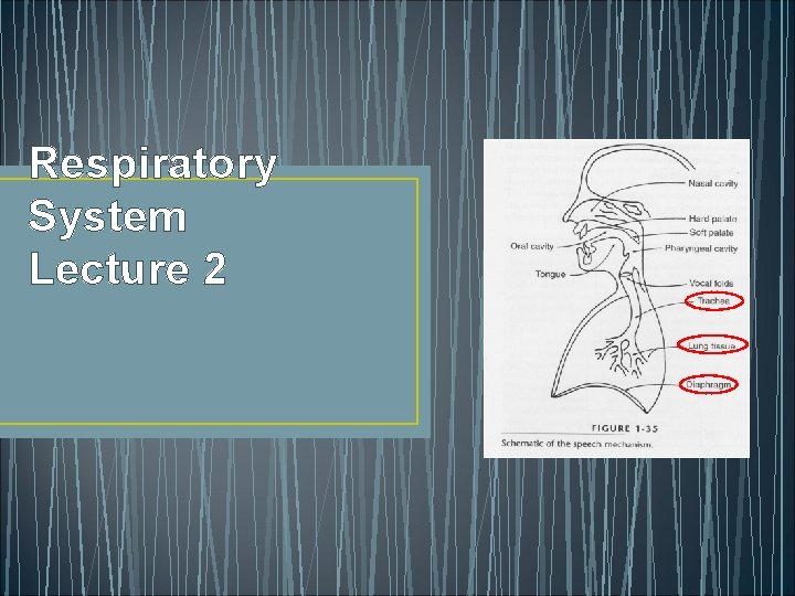 Respiratory System Lecture 2 