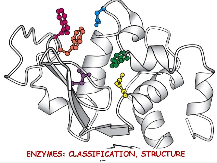 ENZYMES: CLASSIFICATION, STRUCTURE 