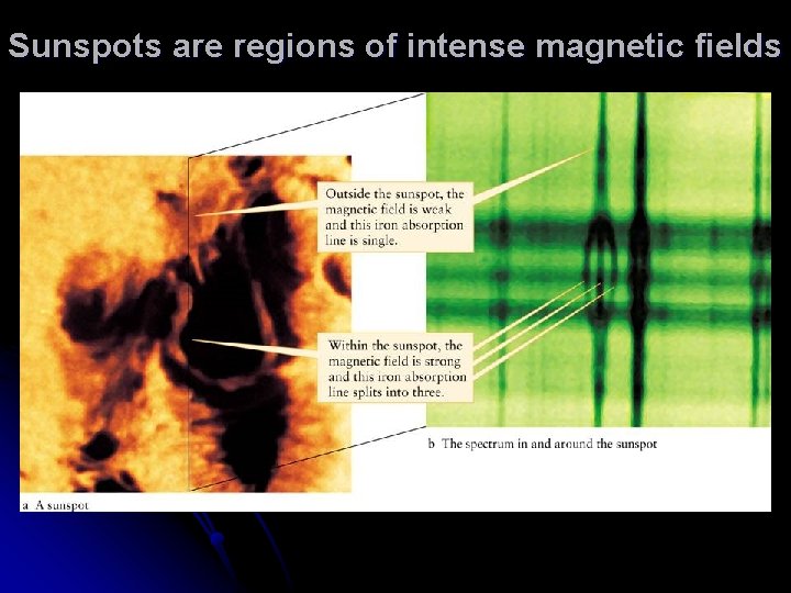 Sunspots are regions of intense magnetic fields Sunspots are regions of intense magnetic fields