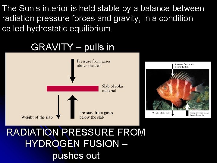 The Sun’s interior is held stable by a balance between radiation pressure forces and The Sun’s interior is held stable by a balance between radiation pressure forces and
