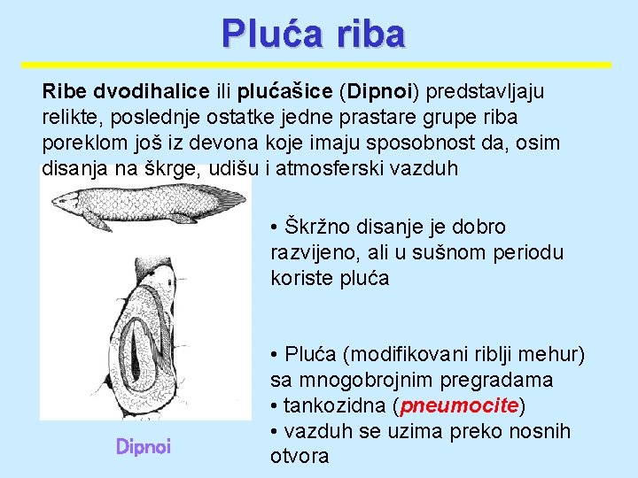 Pluća riba Ribe dvodihalice ili plućašice (Dipnoi) predstavljaju relikte, poslednje ostatke jedne prastare grupe Pluća riba Ribe dvodihalice ili plućašice (Dipnoi) predstavljaju relikte, poslednje ostatke jedne prastare grupe