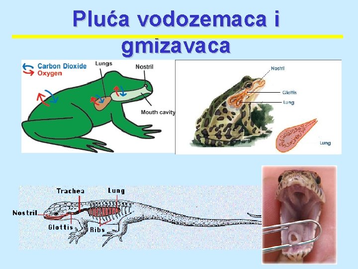 Pluća vodozemaca i gmizavaca Pluća vodozemaca i gmizavaca