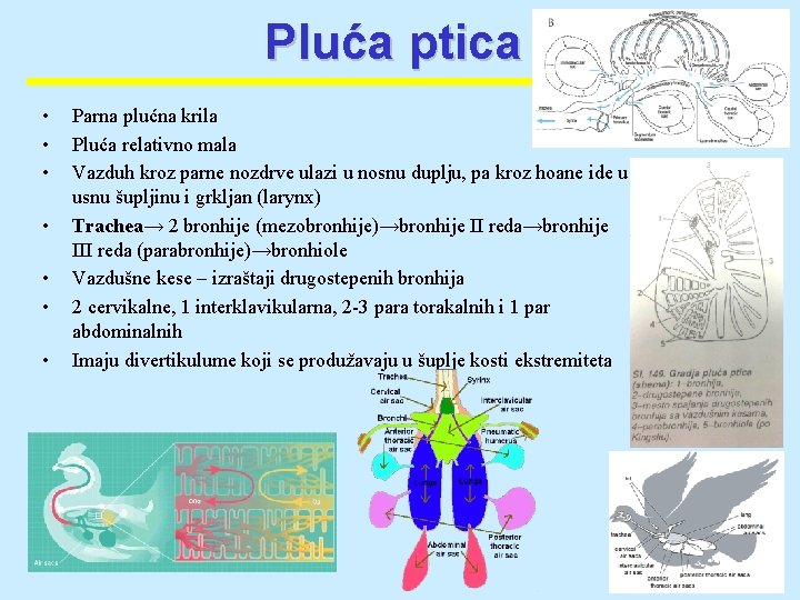Pluća ptica • • Parna plućna krila Pluća relativno mala Vazduh kroz parne nozdrve Pluća ptica • • Parna plućna krila Pluća relativno mala Vazduh kroz parne nozdrve