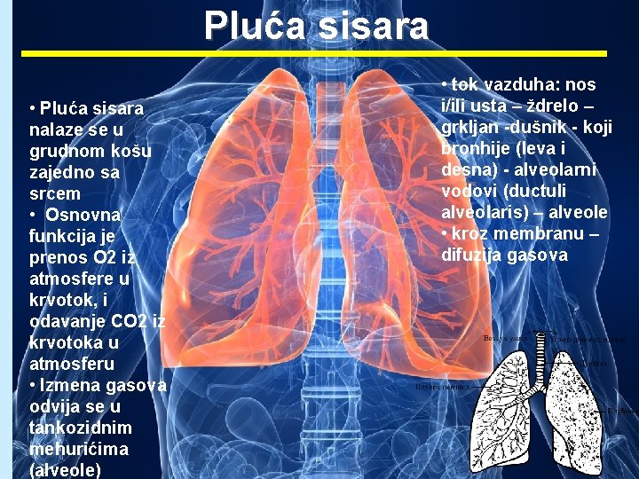 Pluća sisara • Pluća sisara nalaze se u grudnom košu zajedno sa srcem •