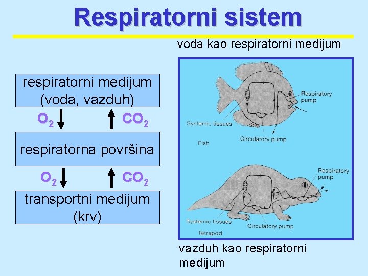 Respiratorni sistem voda kao respiratorni medijum (voda, vazduh) O 2 CO 2 respiratorna površina