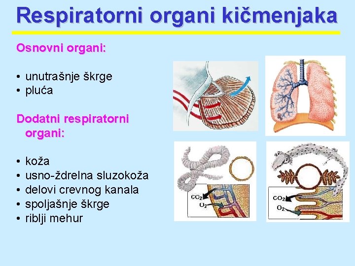 Respiratorni organi kičmenjaka Osnovni organi: • unutrašnje škrge • pluća Dodatni respiratorni organi: •