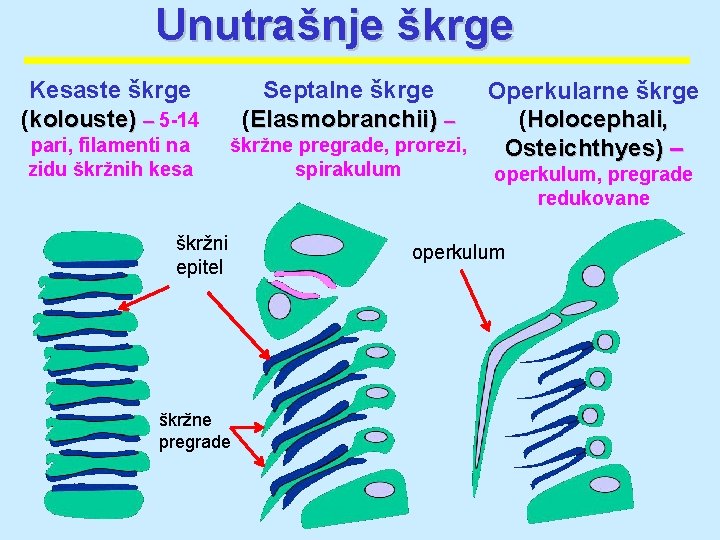 Unutrašnje škrge Kesaste škrge (kolouste) – 5 -14 – pari, filamenti na zidu škržnih